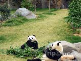 Pandy v zoologické zahradě
