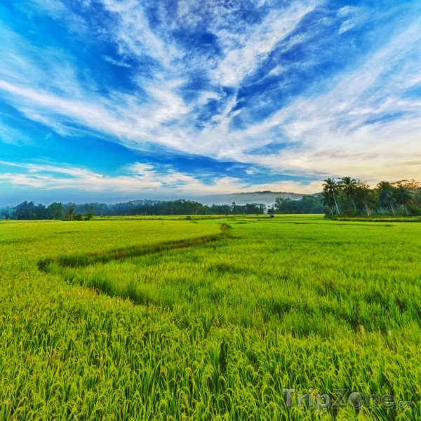 Fotka, Foto Panoráma rýžového pole (Filipíny)