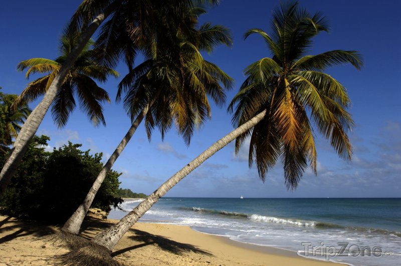 Fotka, Foto Pláž Le Saline v obci Sainte-Anne (Martinik)