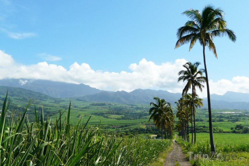 Fotka, Foto Pole cukrové třtiny (Réunion)