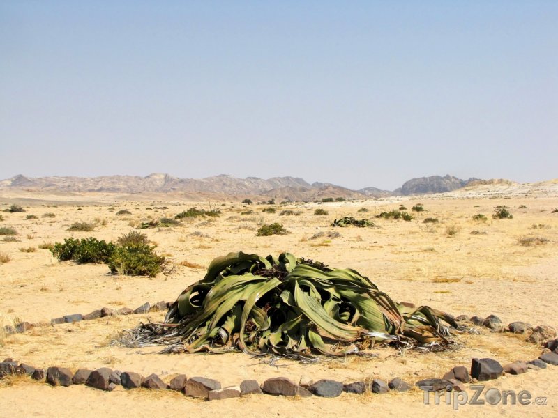Fotka, Foto Rostlina Welwitschie podivná (Namibie)