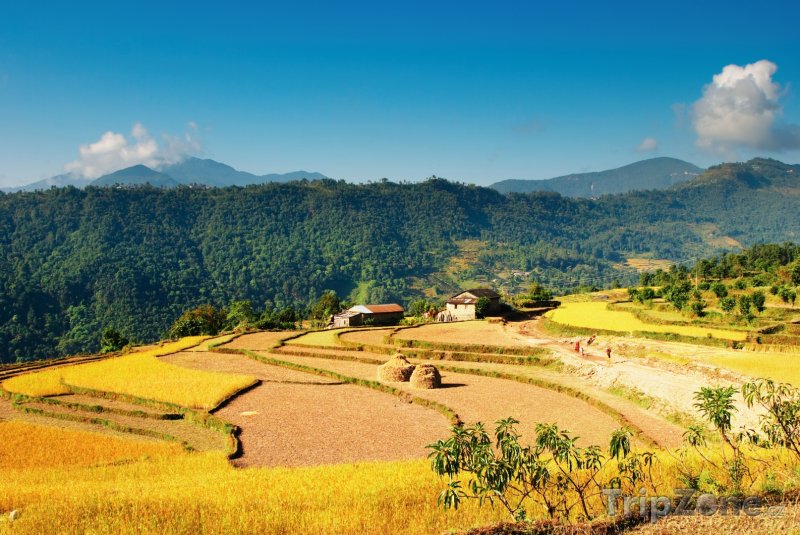 Fotka, Foto Rýžové pole (Nepál)