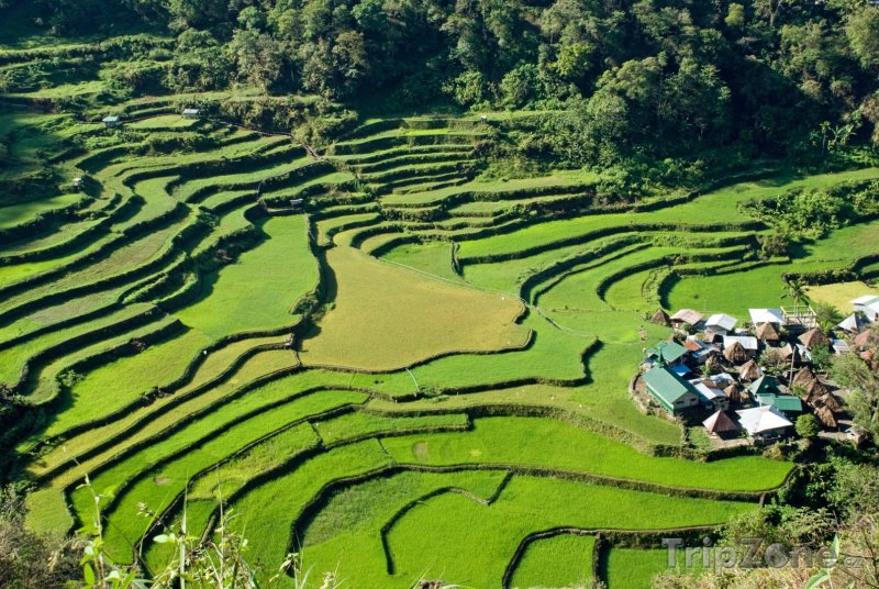 Fotka, Foto Rýžové terasy (Filipíny)