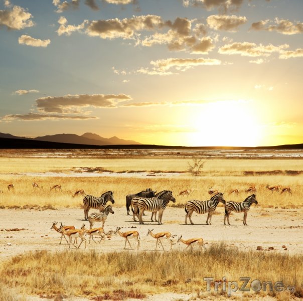 Fotka, Foto Safari (Namibie)
