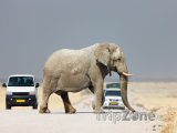 Slon přechází silnici v Národním parku Etosha