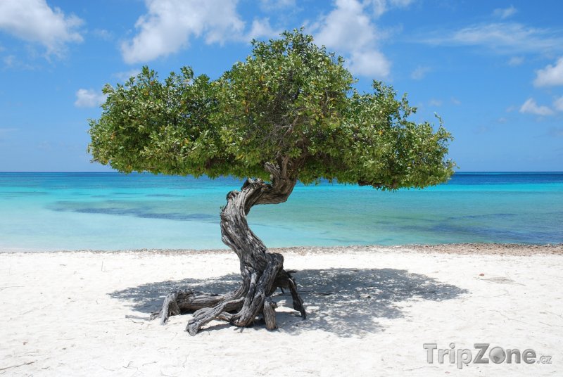 Fotka, Foto Strom na pláži (Aruba)
