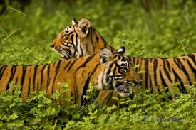 Tygři v Národním parku Ranthambor