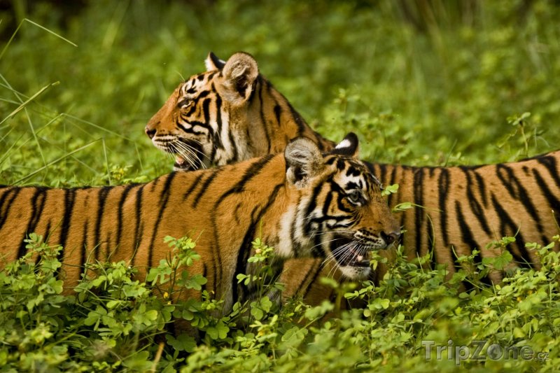 Fotka, Foto Tygři v Národním parku Ranthambor (Indie)