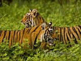 Tygři v Národním parku Ranthambor