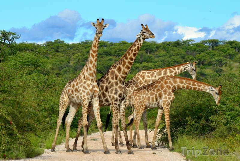 Fotka, Foto Žirafy na cestě (Namibie)