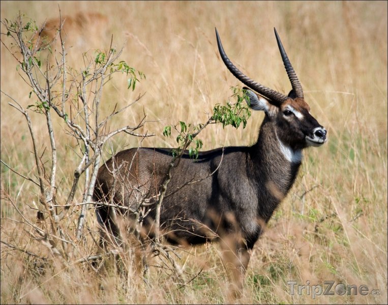 Fotka, Foto Antilopa červenohnědá, národní zvíře Ugandy (Uganda)