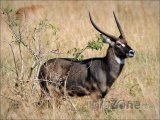 Antilopa červenohnědá, národní zvíře Ugandy