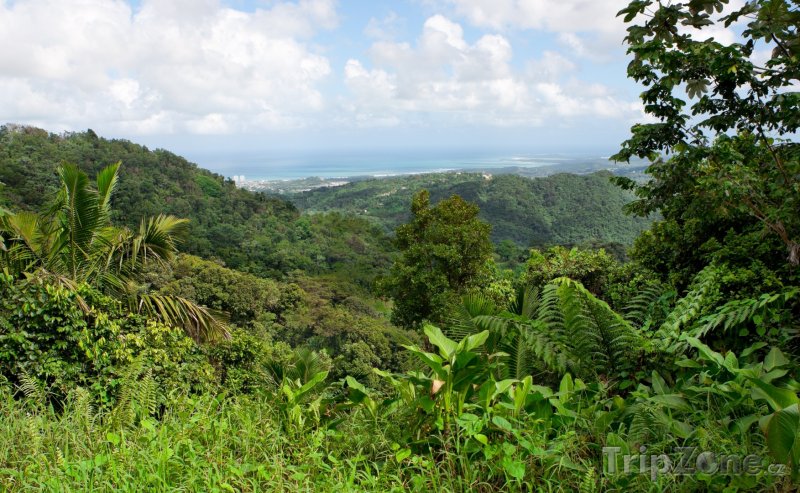 Fotka, Foto Deštný prales El Yunque (Portoriko)