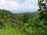 Deštný prales El Yunque