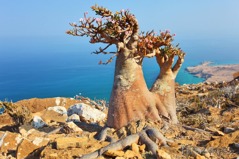 Fotka, Foto Dračí strom na útesu ostrova Socotra (Jemen)