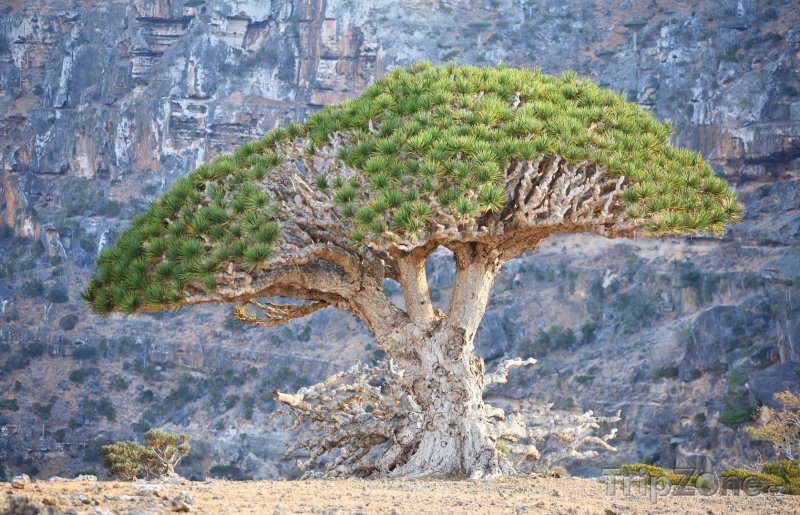 Fotka, Foto Dračí strom u skály (Jemen)