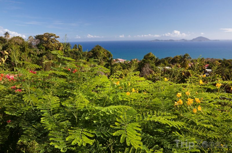 Fotka, Foto Flóra na Guadeloupe (Guadeloupe)