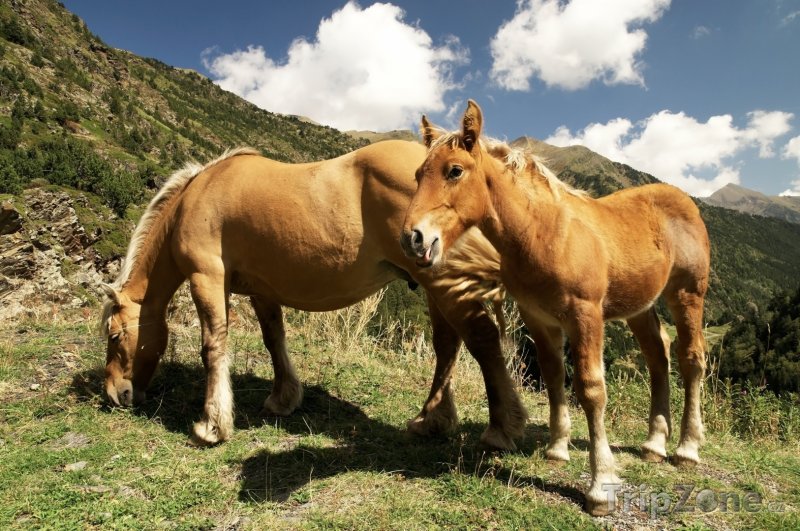 Fotka, Foto Koně v horách (Andorra)