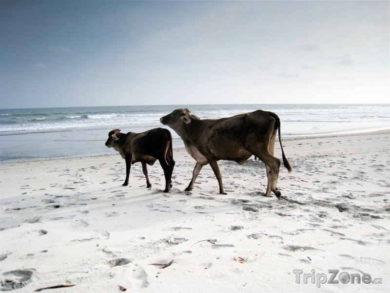 Fotka, Foto Krávy na pláži (Salvador)