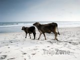Krávy na pláži