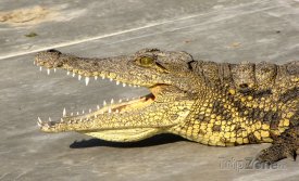 Krokodýl v Maun Education Park