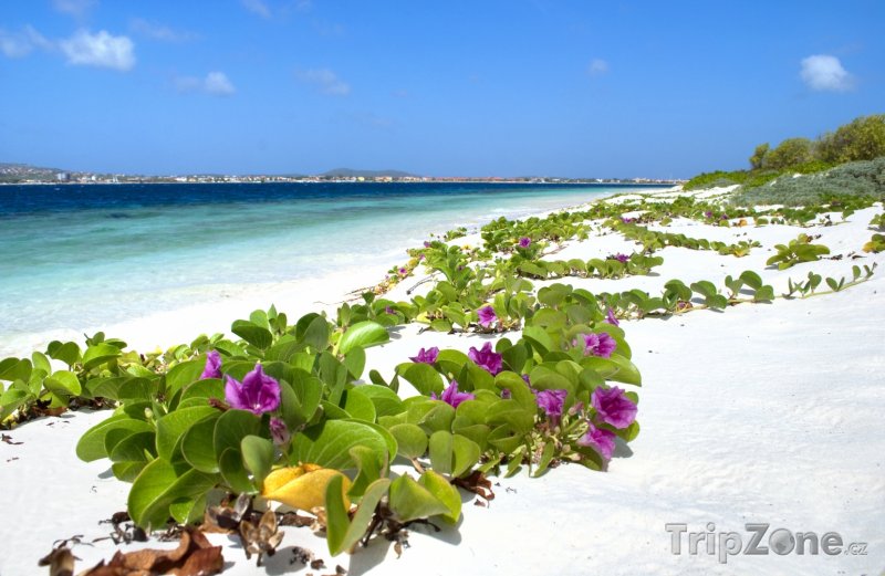 Fotka, Foto Květiny na pláži (Bonaire)