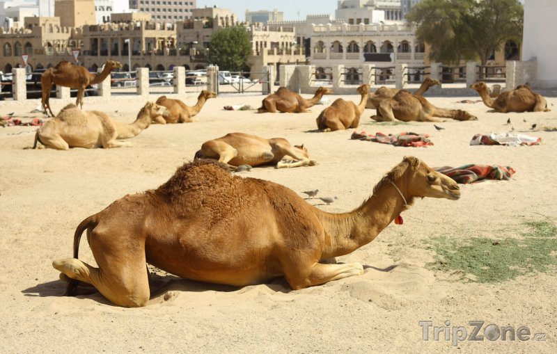 Fotka, Foto Odpočívající velbloudi v Dauhá (Katar)