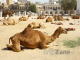 Odpočívající velbloudi v Dauhá