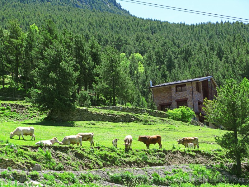 Fotka, Foto Pasoucí se dobytek v horách (Andorra)