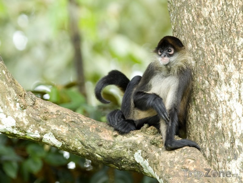 Fotka, Foto Pavoučí opice (Nikaragua)