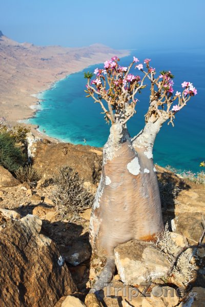 Fotka, Foto Rostlina Adenium obesum na ostrově Socotra (Jemen)