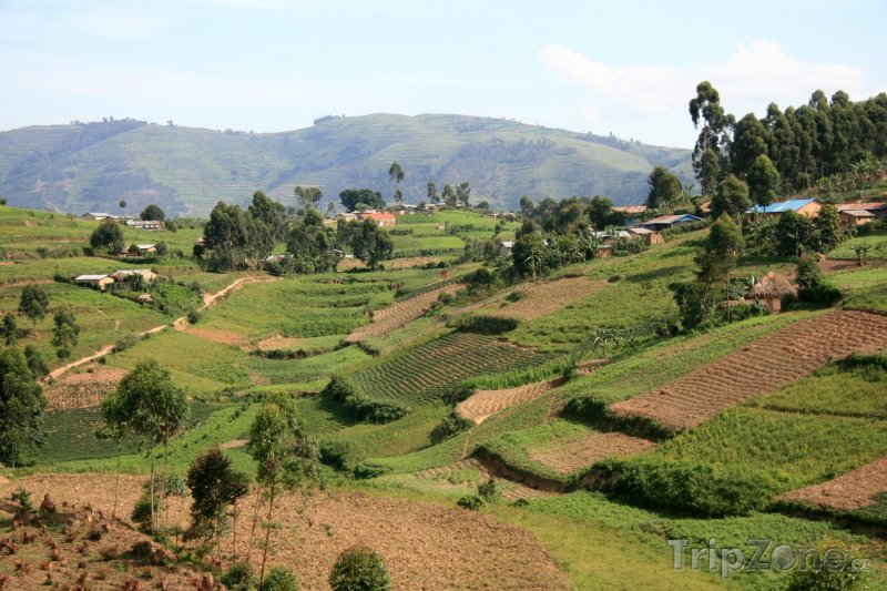Fotka, Foto Rýžová pole v oblasti Kisoro (Uganda)