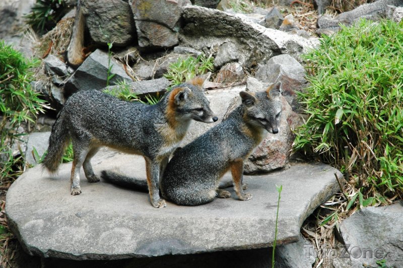 Fotka, Foto Šedé lišky v salvadorské zoo (Salvador)
