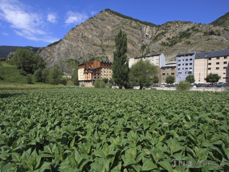 Fotka, Foto Tabáková plantáž ve městě Canillo (Andorra)