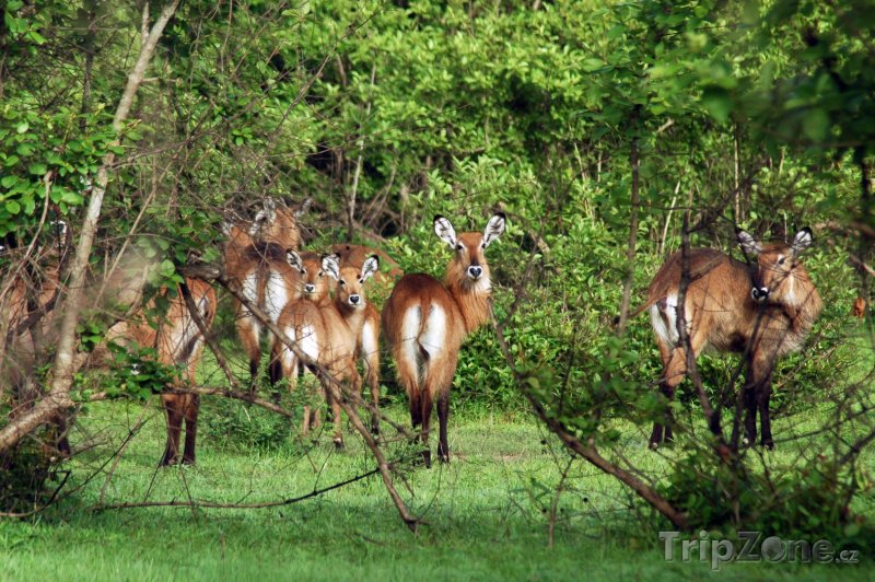 Fotka, Foto Antilopy v národním parku Mole (Ghana)