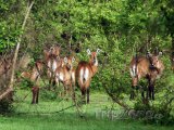 Antilopy v národním parku Mole