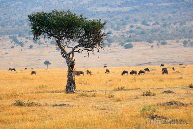 Fotka, Foto Antilopy v parku Masai Mara (Keňa)