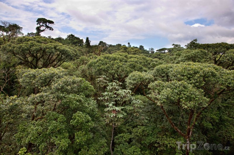 Fotka, Foto Džungle (Kostarika)