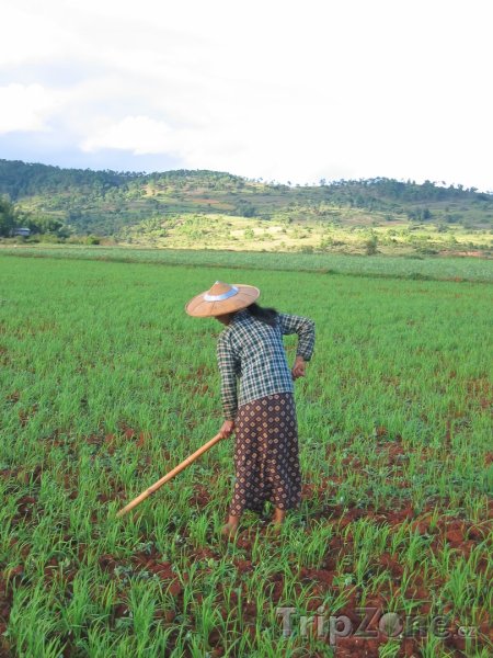 Fotka, Foto Farmářka na rýžovém poli u města Kalaw (Barma)