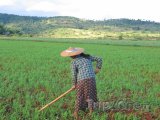 Farmářka na rýžovém poli u města Kalaw