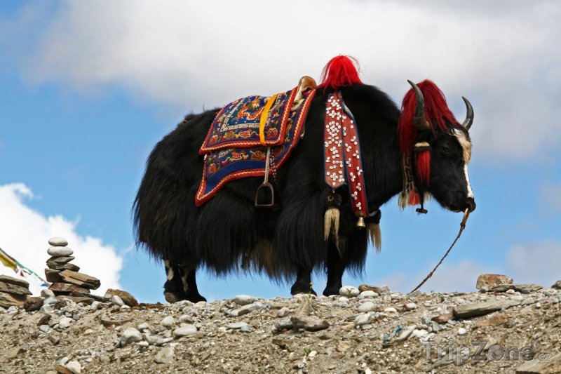 Fotka, Foto Jak divoký (Bhútán)