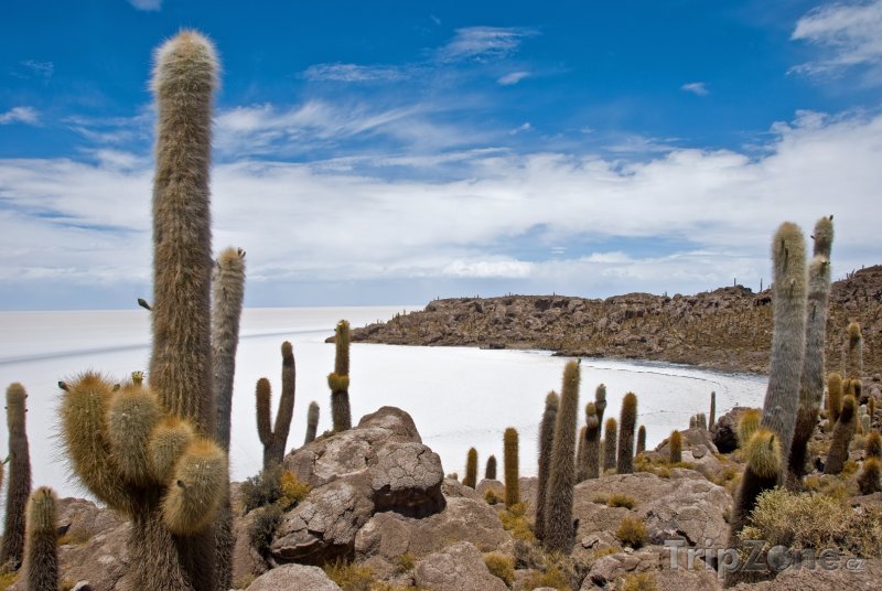Fotka, Foto Kaktusy na břehu jezera Salar de Uyuni (Bolívie)