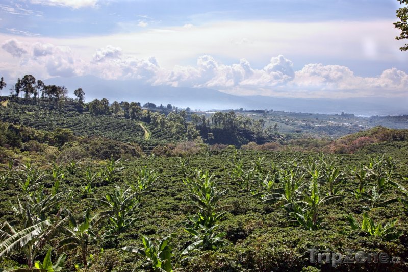 Fotka, Foto Kávová plantáž (Kostarika)