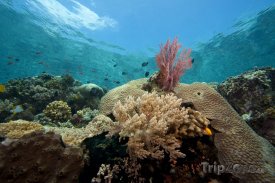 Korálový útes u ostrova Bunaken