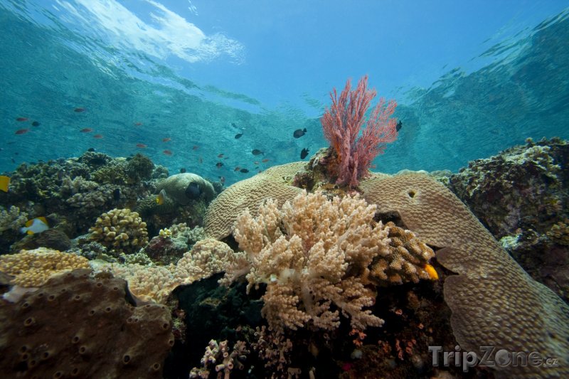 Fotka, Foto Korálový útes u ostrova Bunaken (Indonésie)