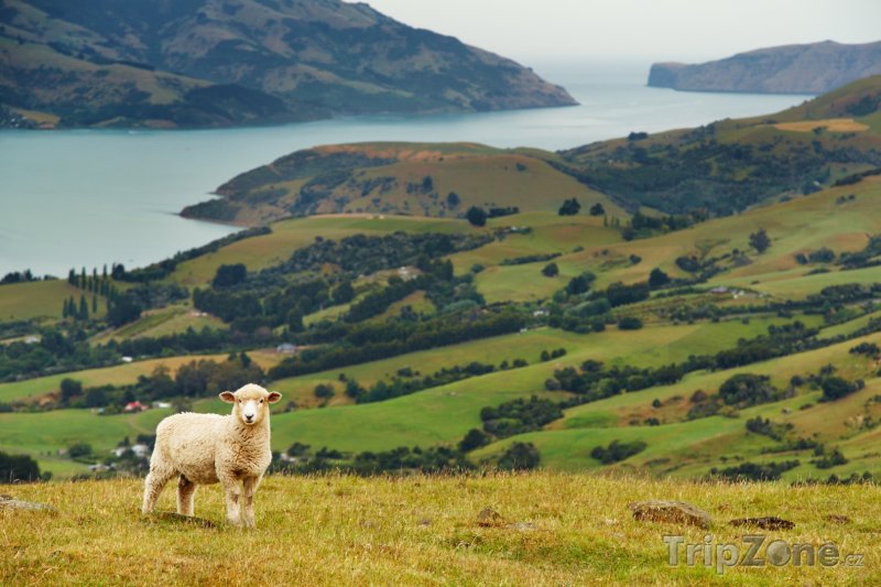 Fotka, Foto Krajina na poloostrově Banks (Nový Zéland)