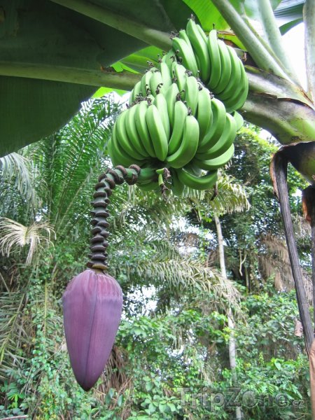 Fotka, Foto Květ banánovníku (Kamerun)