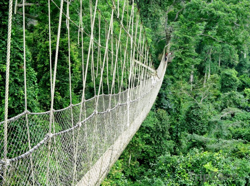 Fotka, Foto Lanový most v pralese (Ghana)