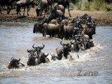 Migrace pakoňů v rezervaci Masai Mara