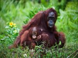 Orangutáni na Borneu